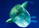 Sunfish Wall Mural