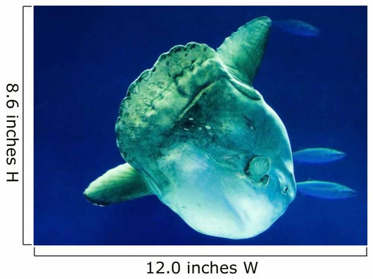 Sunfish Wall Mural