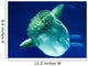 Sunfish Wall Decal