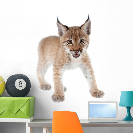 Eurasian Lynx cub on white Wall Decal