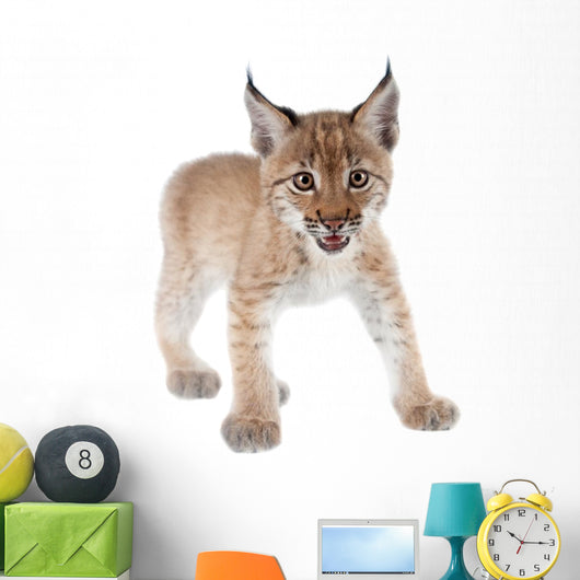 Eurasian Lynx cub on white Wall Decal