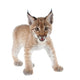 Eurasian Lynx cub on white Wall Decal