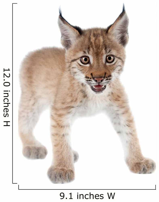 Eurasian Lynx cub on white Wall Decal