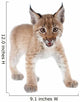 Eurasian Lynx cub on white Wall Decal