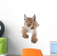 Eurasian Lynx cub on white Wall Decal