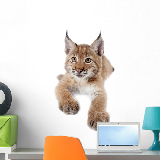 Eurasian Lynx cub on white Wall Decal