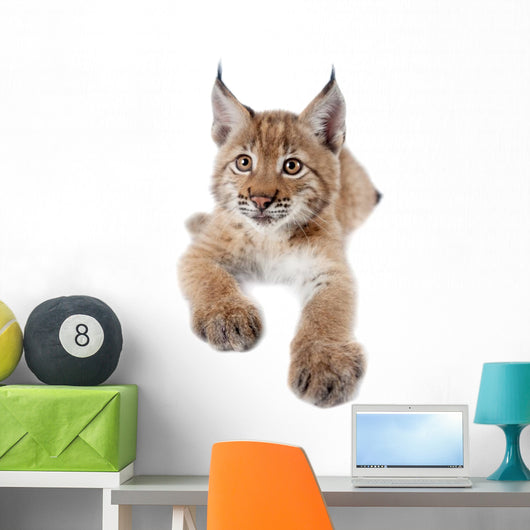 Eurasian Lynx cub on white Wall Decal