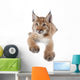 Eurasian Lynx cub on white Wall Decal