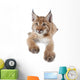Eurasian Lynx cub on white Wall Decal