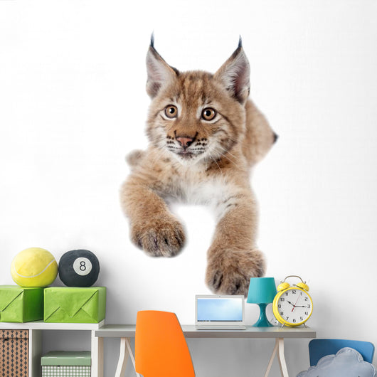 Eurasian Lynx cub on white Wall Decal