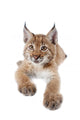Eurasian Lynx cub on white Wall Decal