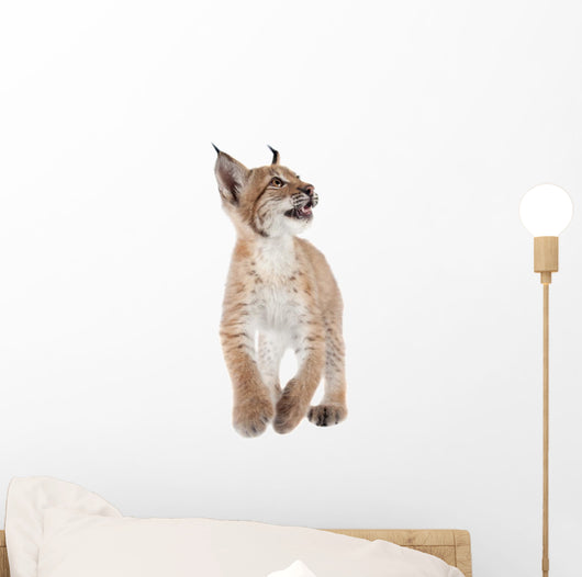 Eurasian Lynx cub on white Wall Decal