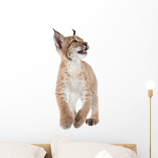 Eurasian Lynx cub on white Wall Decal