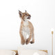 Eurasian Lynx cub on white Wall Decal