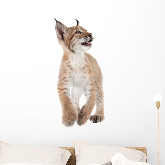 Eurasian Lynx cub on white Wall Decal