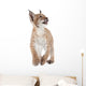 Eurasian Lynx cub on white Wall Decal