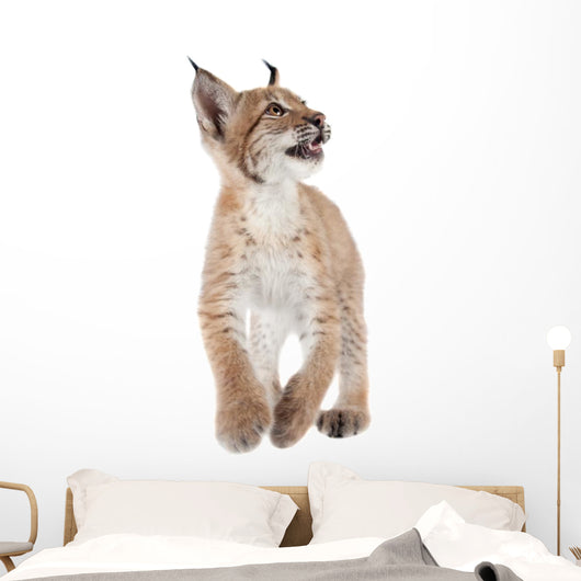Eurasian Lynx cub on white Wall Decal