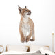 Eurasian Lynx cub on white Wall Decal