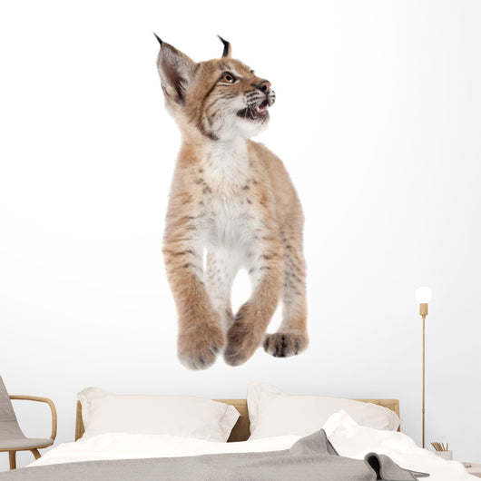 Eurasian Lynx cub on white Wall Decal