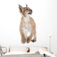 Eurasian Lynx cub on white Wall Decal