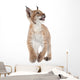 Eurasian Lynx cub on white Wall Decal