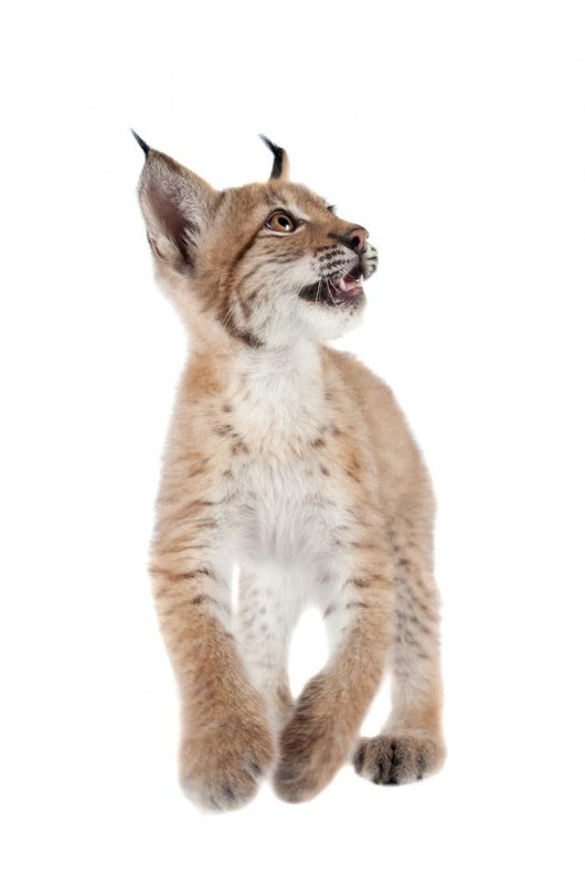 Eurasian Lynx cub on white Wall Decal