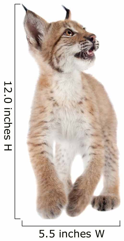 Eurasian Lynx cub on white Wall Decal