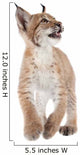 Eurasian Lynx cub on white Wall Decal