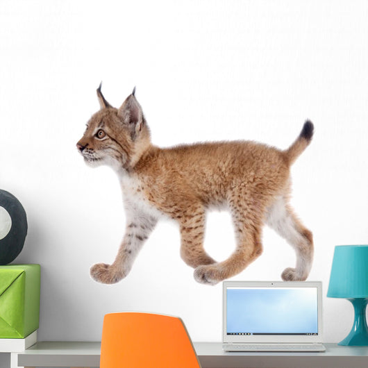 Eurasian Lynx cub on white Wall Decal