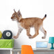 Eurasian Lynx cub on white Wall Decal