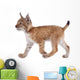 Eurasian Lynx cub on white Wall Decal