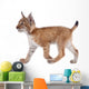 Eurasian Lynx cub on white Wall Decal