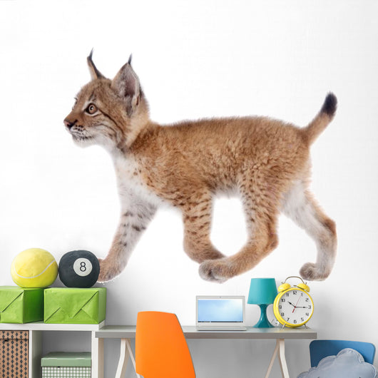 Eurasian Lynx cub on white Wall Decal