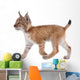 Eurasian Lynx cub on white Wall Decal
