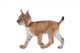 Eurasian Lynx cub on white Wall Decal