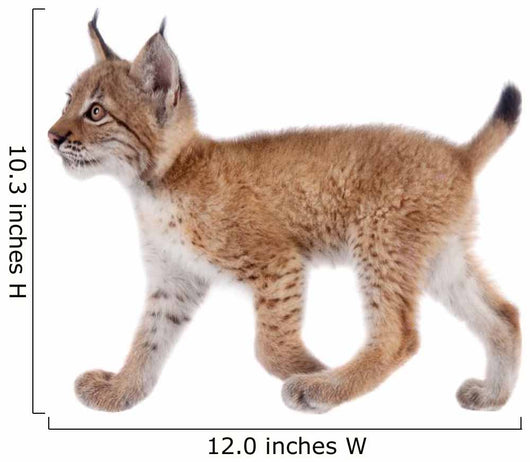 Eurasian Lynx cub on white Wall Decal