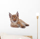 Eurasian Lynx cub on white Wall Decal