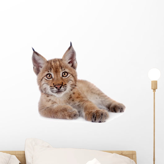 Eurasian Lynx cub on white Wall Decal