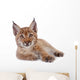 Eurasian Lynx cub on white Wall Decal
