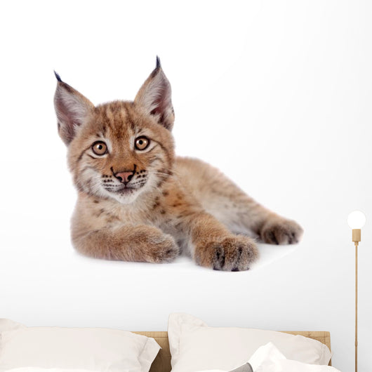 Eurasian Lynx cub on white Wall Decal