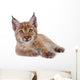 Eurasian Lynx cub on white Wall Decal