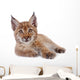 Eurasian Lynx cub on white Wall Decal