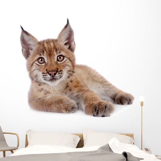 Eurasian Lynx cub on white Wall Decal