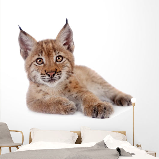 Eurasian Lynx cub on white Wall Decal