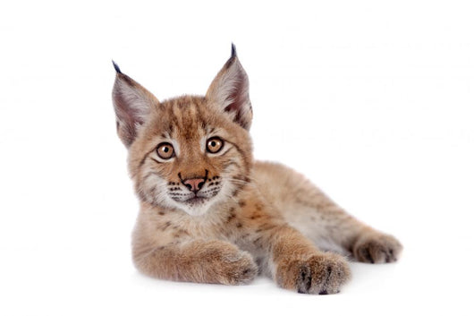 Eurasian Lynx cub on white Wall Decal