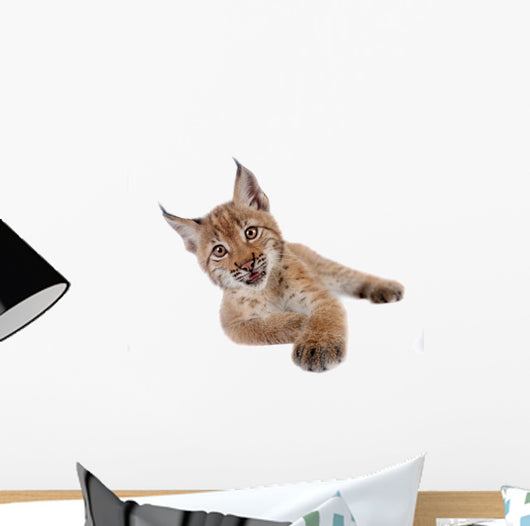 Eurasian Lynx cub on white Wall Decal