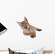 Eurasian Lynx cub on white Wall Decal