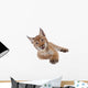 Eurasian Lynx cub on white Wall Decal