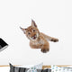 Eurasian Lynx cub on white Wall Decal