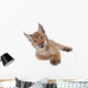 Eurasian Lynx cub on white Wall Decal